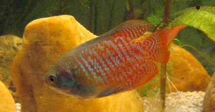 Colisa Lalia male