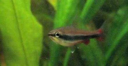 Nannostomus beckfordi male