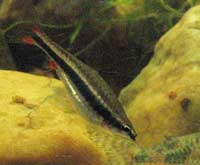 Nannostomus beckfordi femelle
