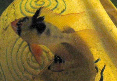 Male Ramirezi Voile